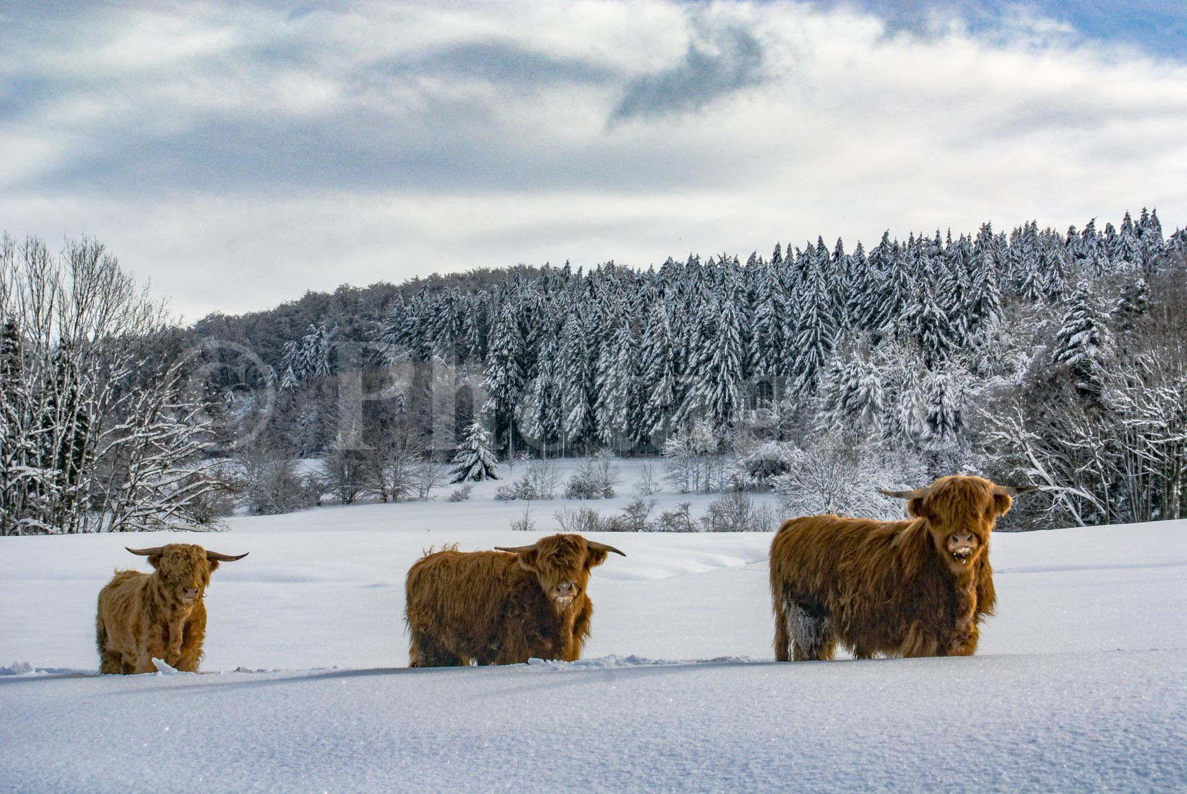 Highland cows - Corravillers