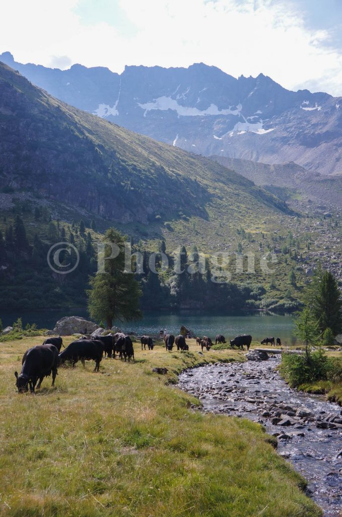 Vaches lac Campo