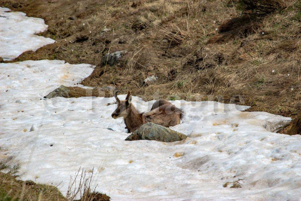 Un camoscio sorpreso a schiacciare un pisolino