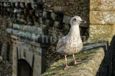 Giovane gabbiano sui bastioni di Saint-Malo