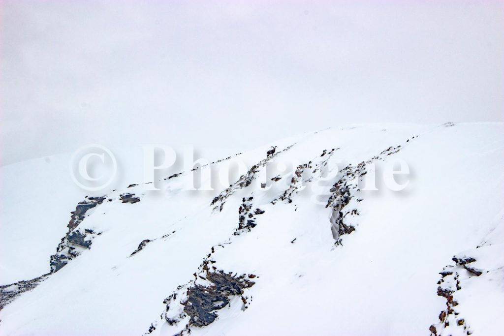 An ibex well hidden in the landscape!