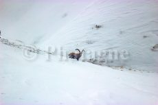 Stambecco nella tempesta di neve