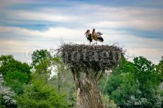 Cigognes en Normandie