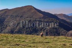 Un vautour sur la crête du pic d'Iparla