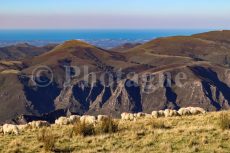 Sheep on the crest of Iparla Peak