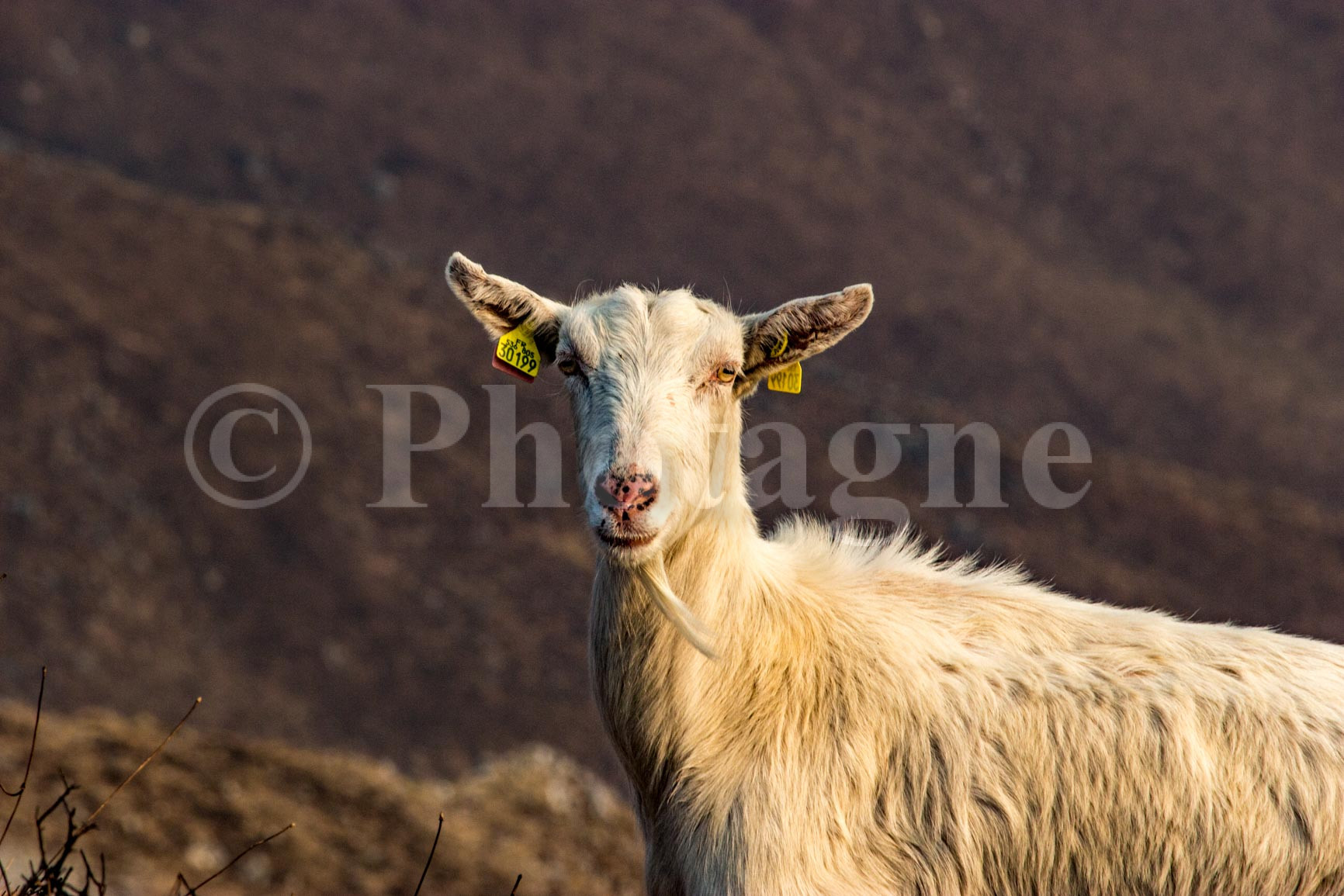 Portrait of a goat at the Mailh Agor
