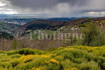 Descent to Saint-Étienne in the middle of the gorse