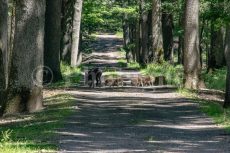 La madre cinghiale e i suoi cuccioli