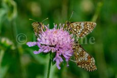 Athalie butterflies in Briançon