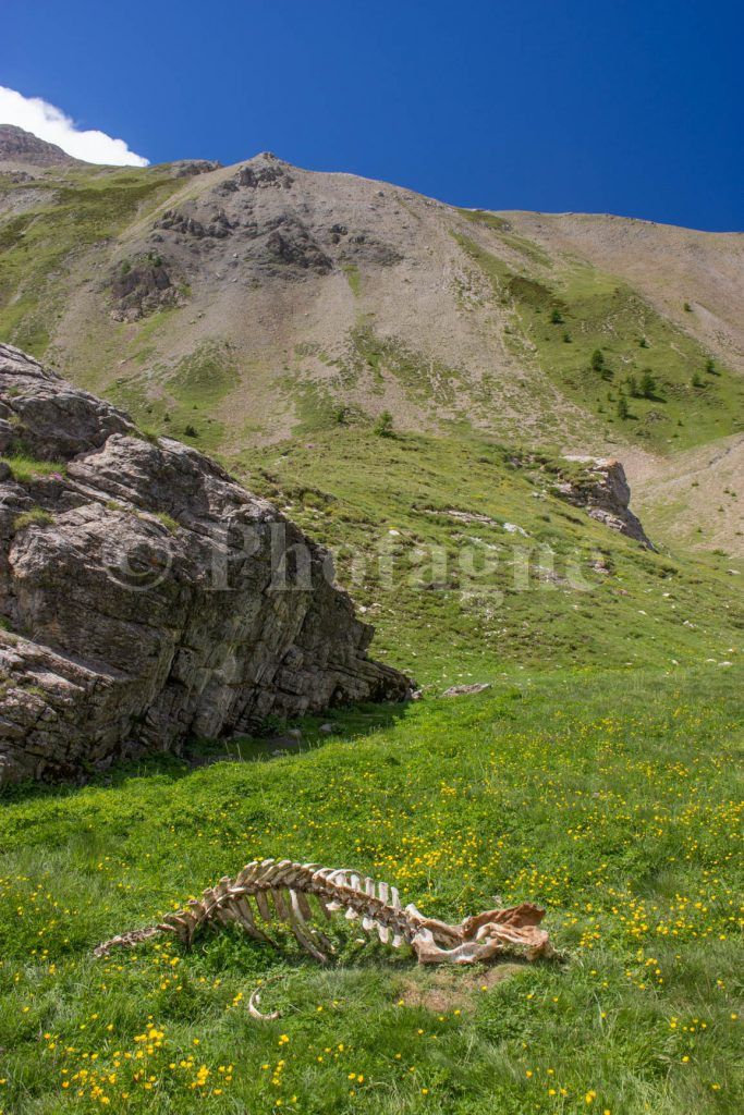 Une carcasse de vache au lac de Plan Vallon