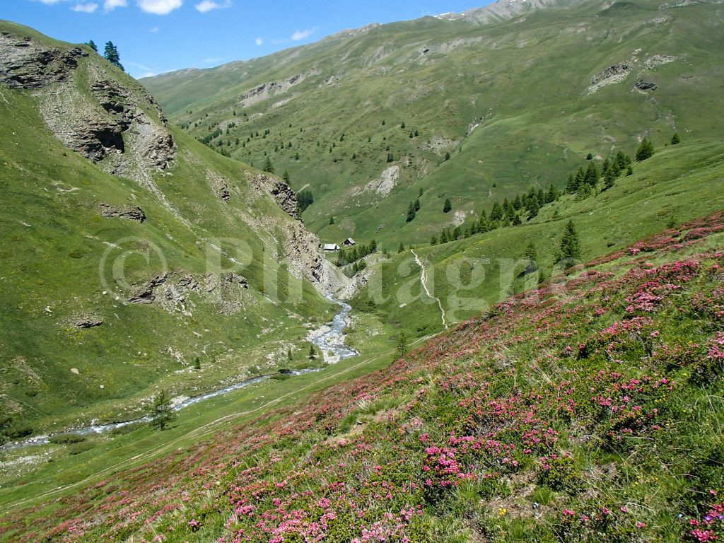 La vallée de Cervière et ses rhododendrons fleuris