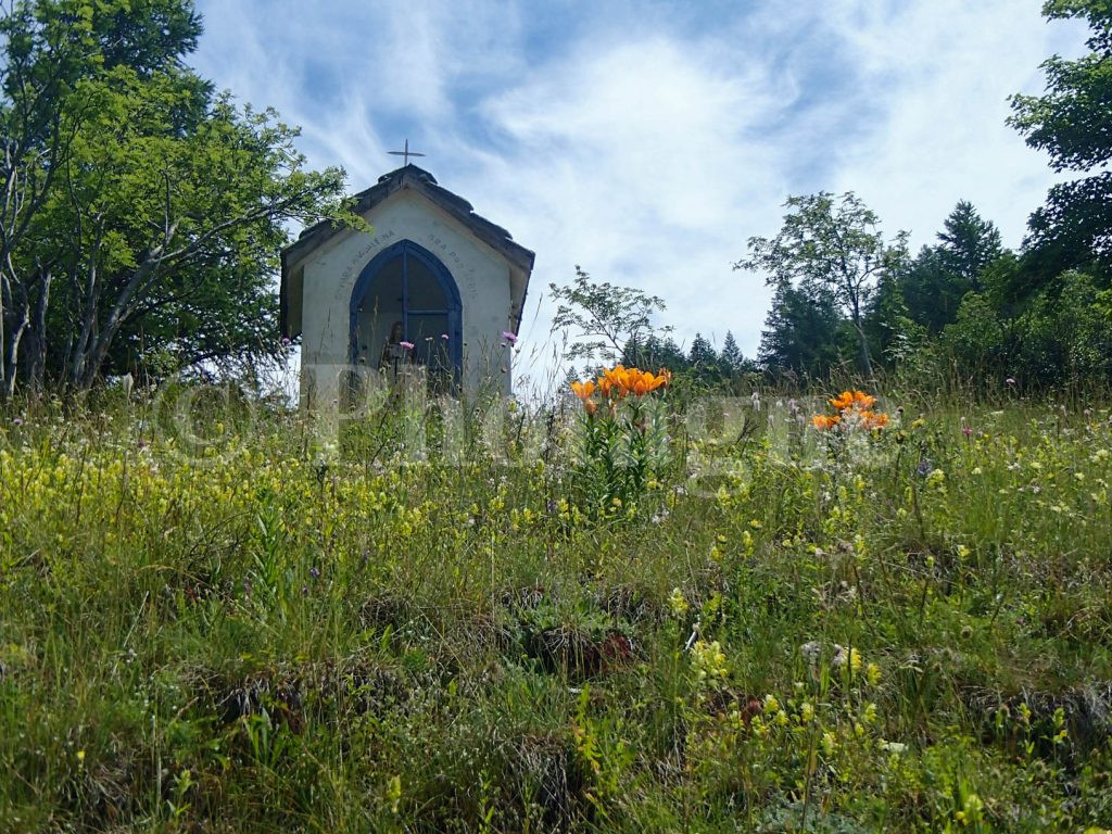 Lys orangés derrière Abriès