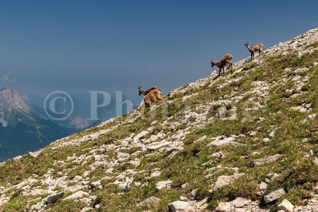 Ibex on the slopes of Grand Veymont