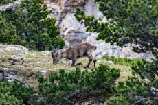 An ibex in full reverence