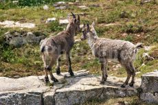 Due giovani stambecchi nei pressi di Pié Ferré