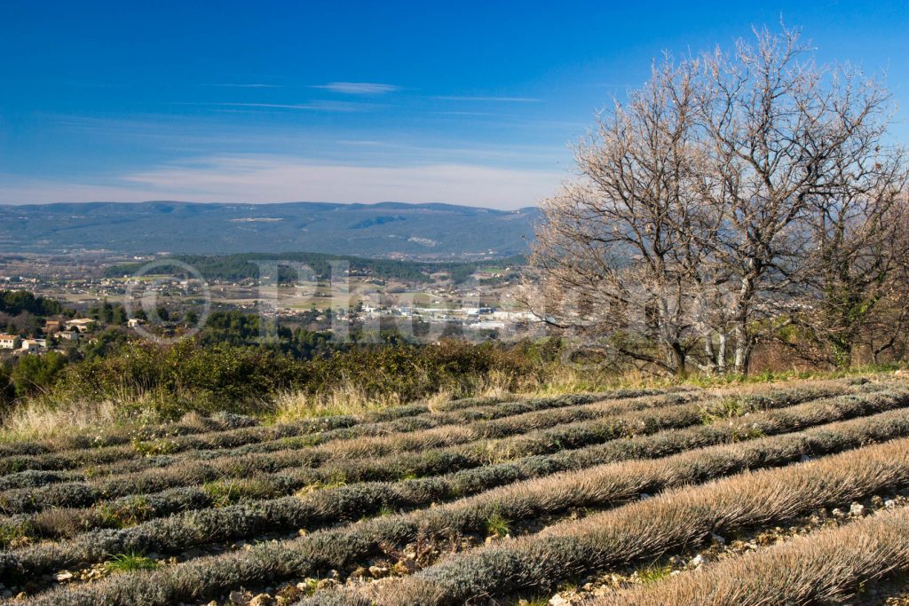 Champ de lavande au-dessus de Buoux