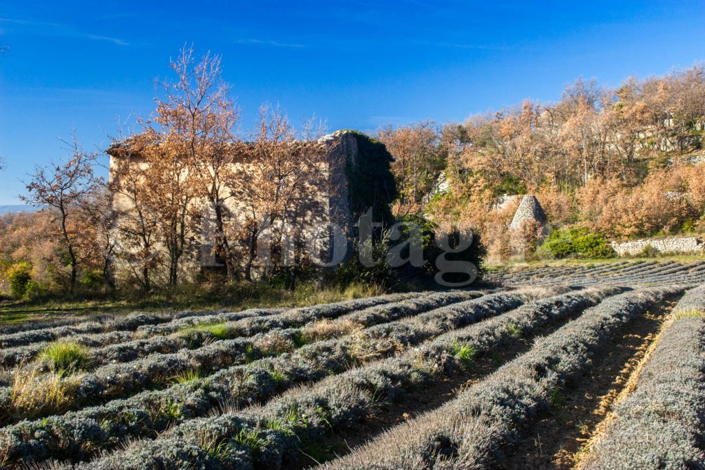 Campo di lavanda sopra Buoux 2