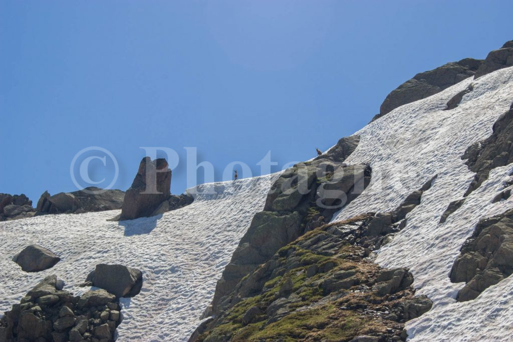 Le passage difficile du col de la Glière (avec des bouquetins en prime)