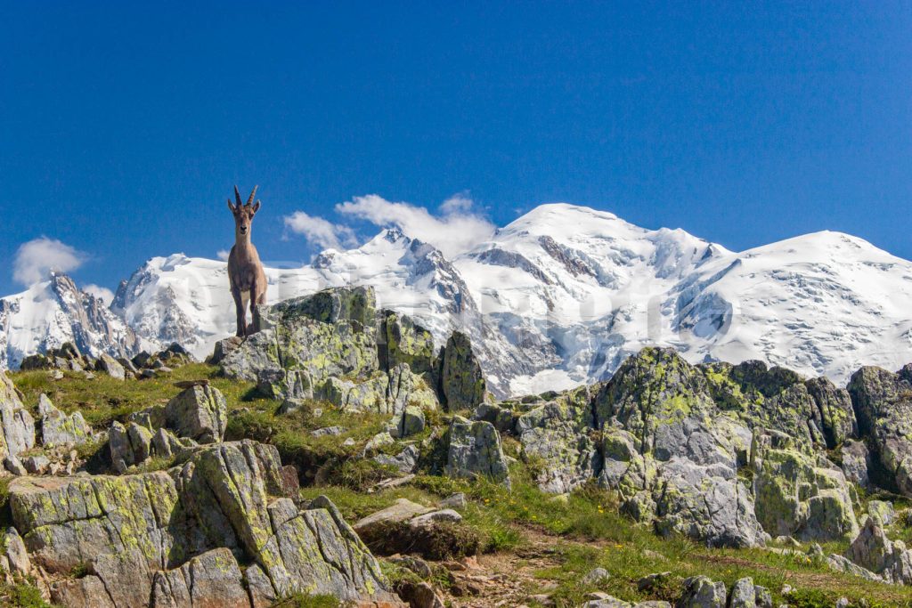 Bouquetin prenant la pose devant le Mont Blanc