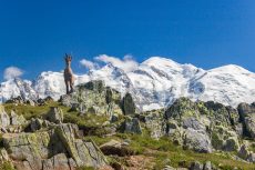 Stambecco in posa davanti al Monte Bianco