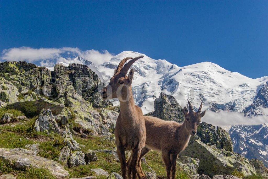 Etagne (female ibex) and her goat in front of Mont Blanc