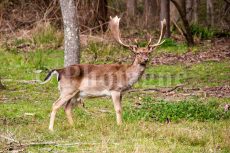 Cervi nel Parco di San Rossore