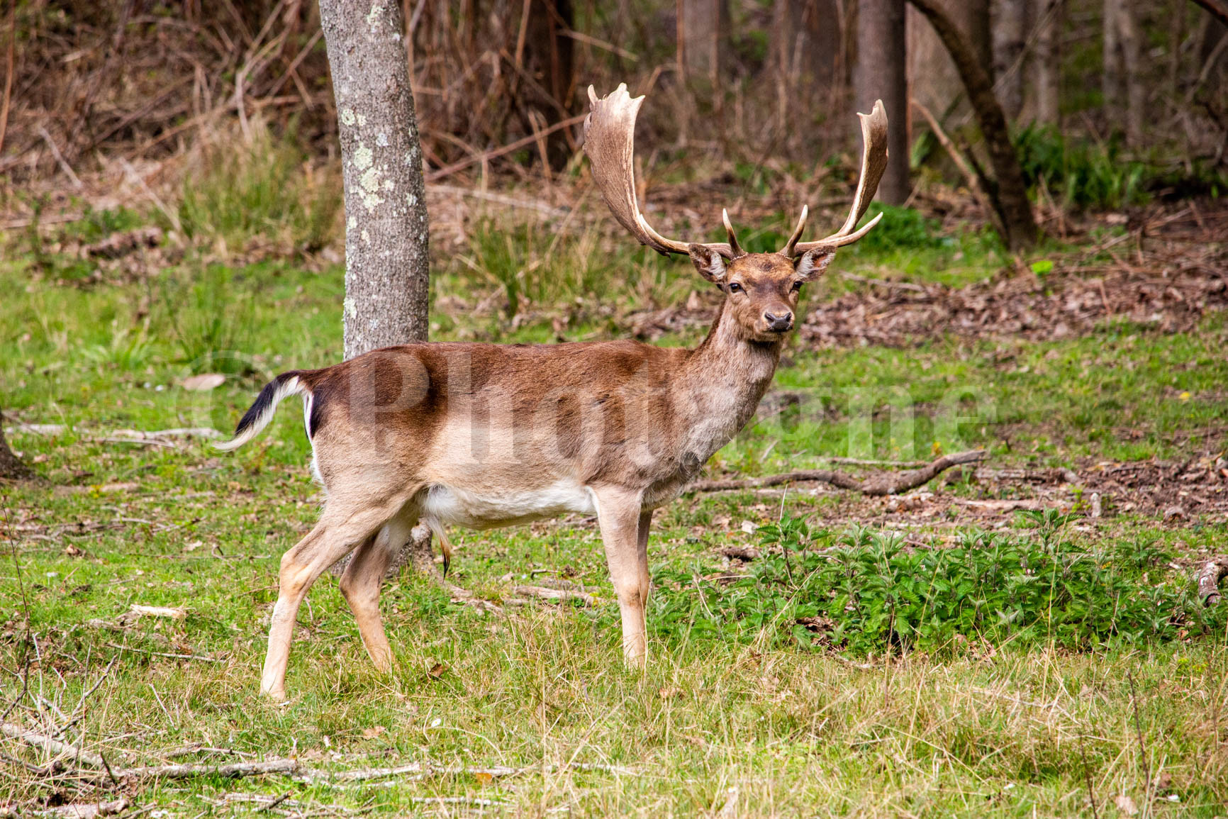 Deer in San Rossore Park