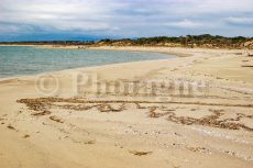 La costa del Parco di San Rossore