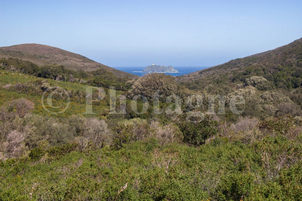 L'ile de la Giraglia depuis le maquis Corse