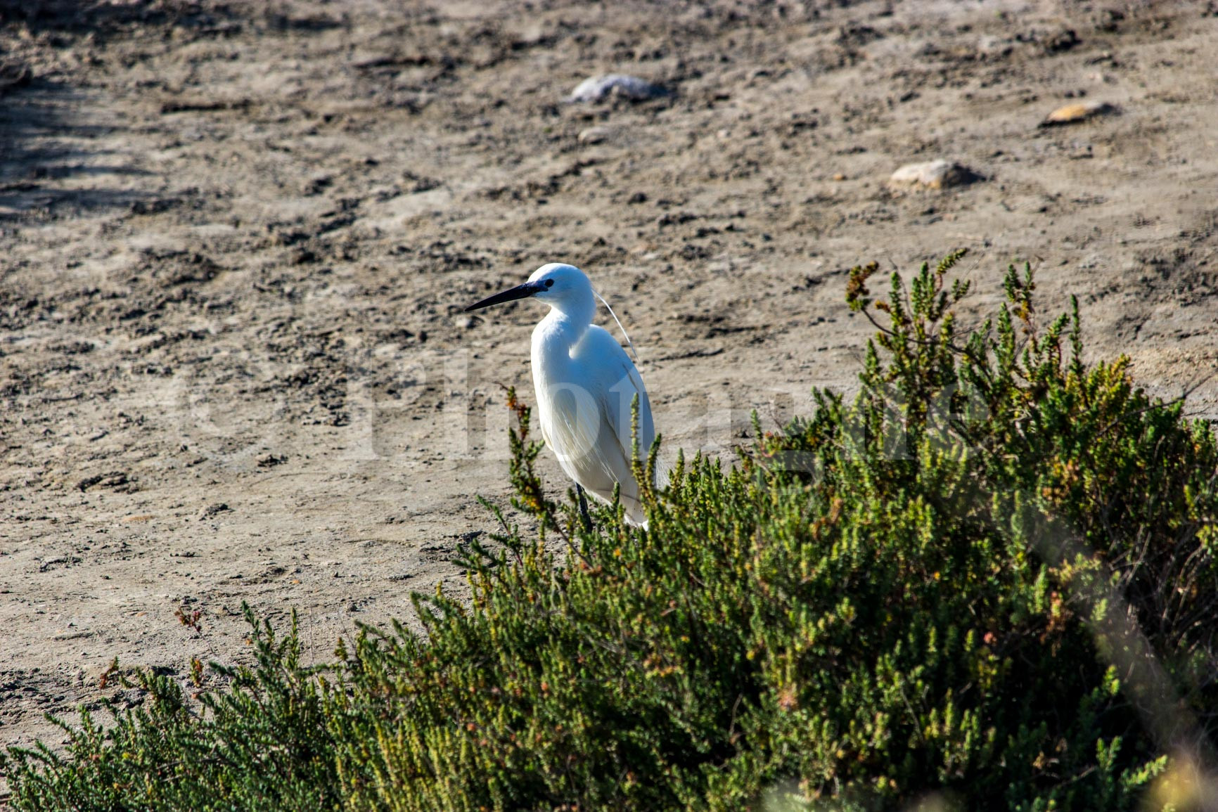 Egret in Camargue 2
