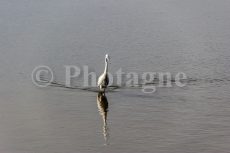 Aigrette en Camargue