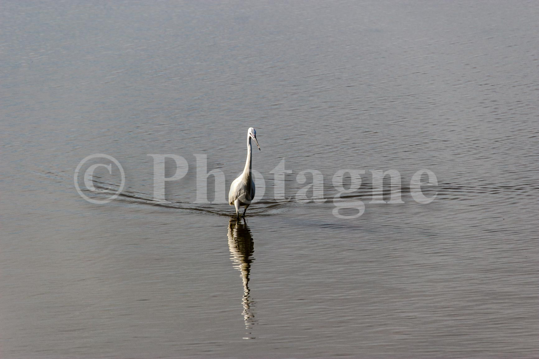 Egret in Camargue