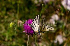 Flambés et abeille près de Trieste