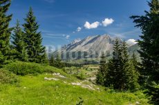 Bella foresta di conifere in salita