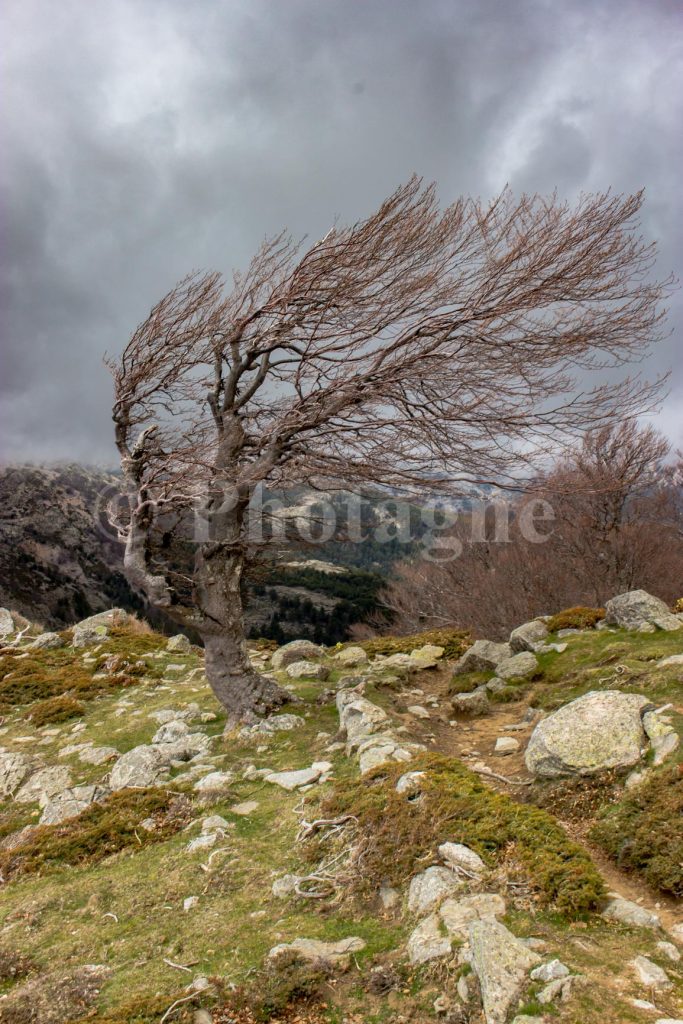 Beech sculpted by the wind in Haute-Corse