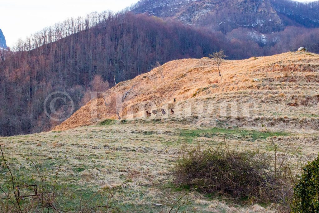 Mufloni di primo mattino, davanti alla Pania della Croce