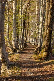 Un bel sentiero di crinale nel sottobosco