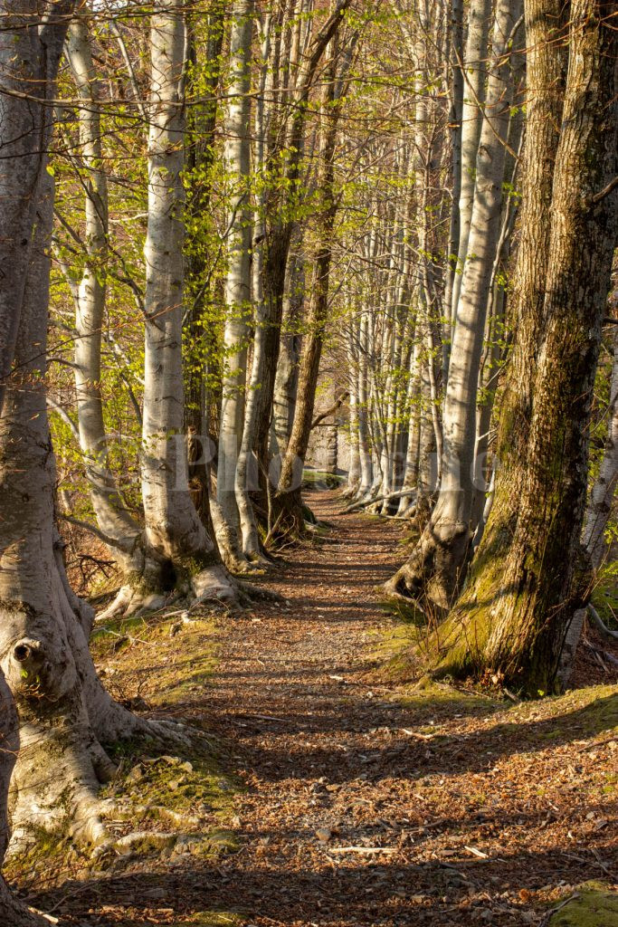 Un bel sentiero di crinale nel sottobosco