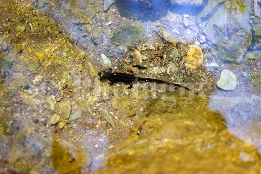 Salamandre à lunettes