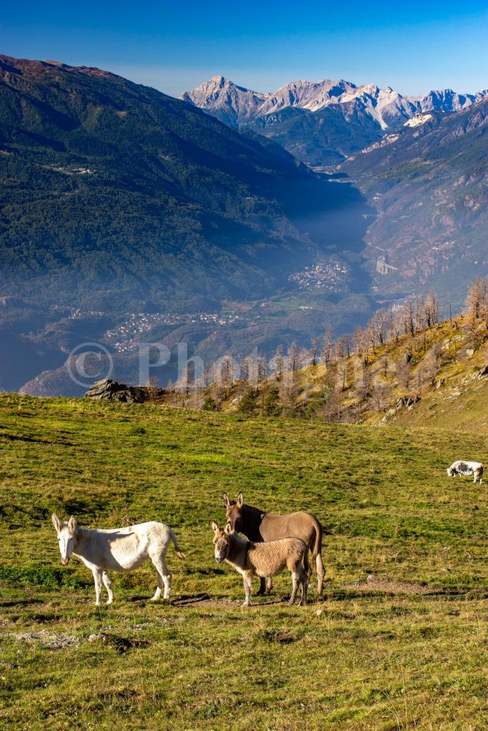 Donkeys and the Bardonecchia Valley
