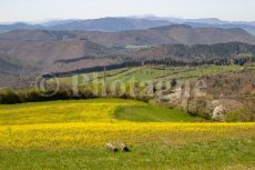 Flowery fields in Poggio Capanne