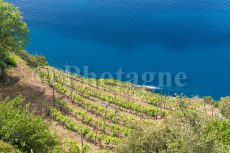 Vineyards and sea in Cinque Terre, between Riomaggiore and Manarola