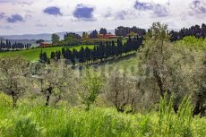 Olive trees, cypresses and Tuscan house