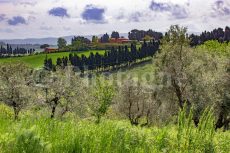 Ulivi, cipressi e casa toscana