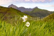 Narcisses et Pania della Croce dans les Alpes Apuanes