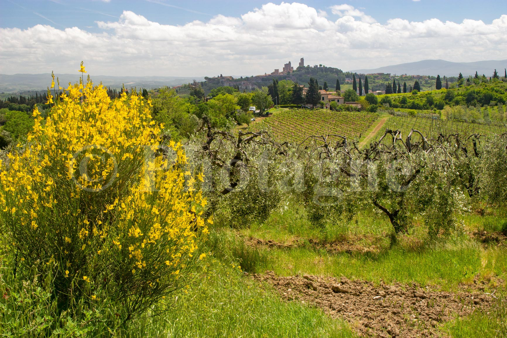 Gorse and olive trees in San Gimignano