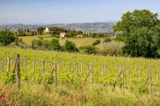 Vineyards, house and Tuscan countryside near Volterra