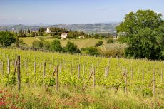 Vigneti, casa e campagna toscana vicino a Volterra