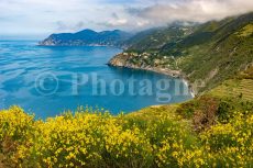 Gorse and Cinque Terre in spring