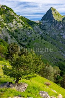 Tree and Monte Macina in the evening